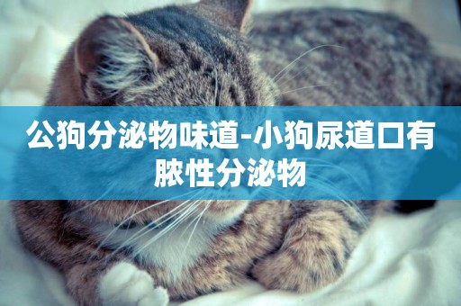 公狗分泌物味道-小狗尿道口有膿性分泌物