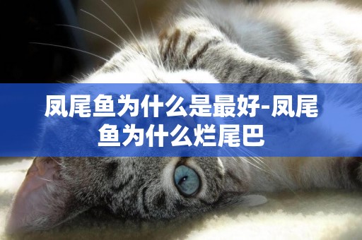 鳳尾魚為什么是最好-鳳尾魚為什么爛尾巴