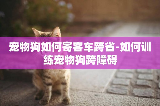 寵物狗如何寄客車跨省-如何訓練寵物狗跨障礙