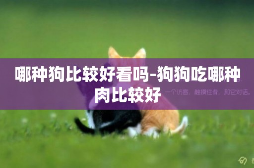 哪種狗比較好看嗎-狗狗吃哪種肉比較好