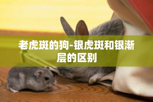 老虎斑的狗-銀虎斑和銀漸層的區別