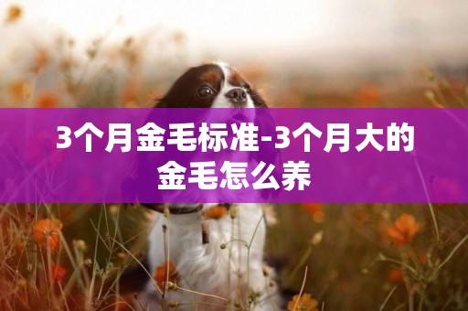 3個月金毛標準-3個月大的金毛怎么養