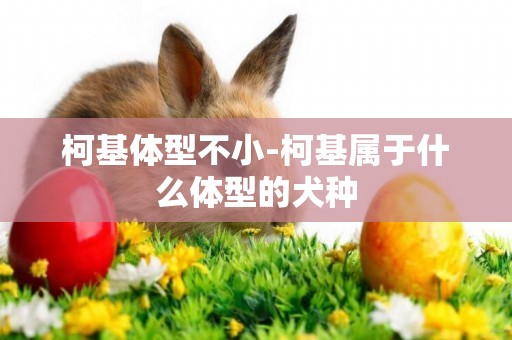 柯基體型不小-柯基屬于什么體型的犬種