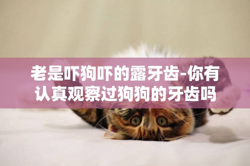 老是嚇狗嚇的露牙齒-你有認真觀察過狗狗的牙齒嗎