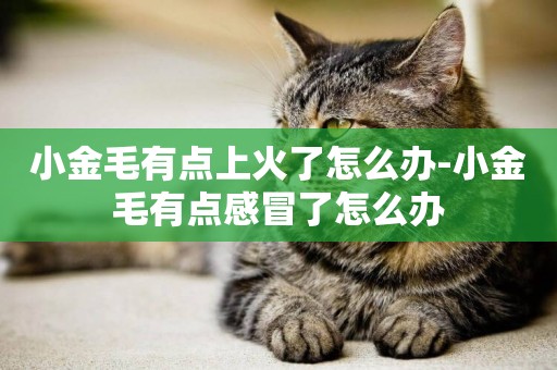 小金毛有點上火了怎么辦-小金毛有點感冒了怎么辦