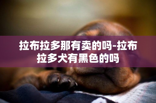 拉布拉多那有賣的嗎-拉布拉多犬有黑色的嗎