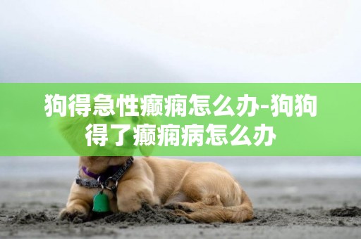 狗得急性癲癇怎么辦-狗狗得了癲癇病怎么辦