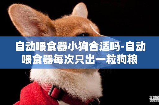 自動喂食器小狗合適嗎-自動喂食器每次只出一粒狗糧