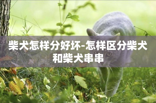 柴犬怎樣分好壞-怎樣區分柴犬和柴犬串串