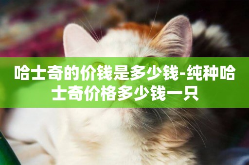 哈士奇的價錢是多少錢-純種哈士奇價格多少錢一只