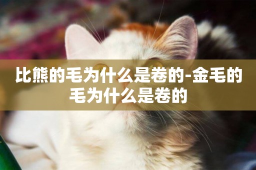 比熊的毛為什么是卷的-金毛的毛為什么是卷的