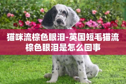 貓咪流棕色眼淚-英國短毛貓流棕色眼淚是怎么回事