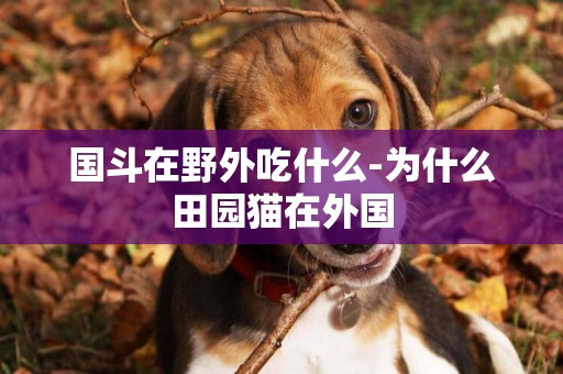 國斗在野外吃什么-為什么田園貓在外國