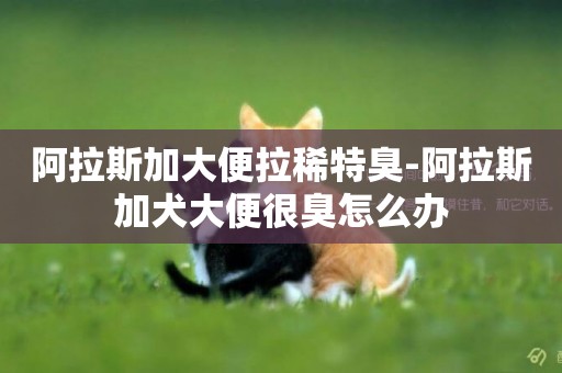 阿拉斯加大便拉稀特臭-阿拉斯加犬大便很臭怎么辦