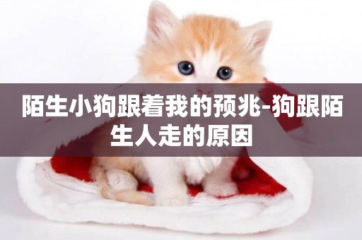 陌生小狗跟著我的預兆-狗跟陌生人走的原因