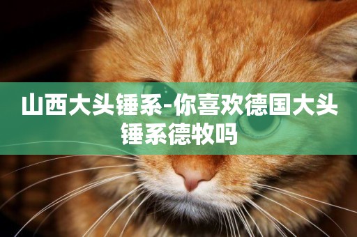 山西大頭錘系-你喜歡德國大頭錘系德牧嗎