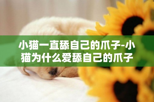 小貓一直舔自己的爪子-小貓為什么愛舔自己的爪子