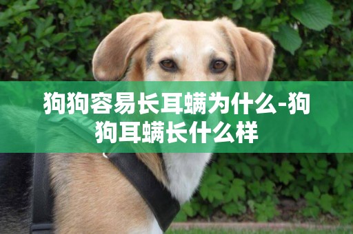 狗狗容易長耳螨為什么-狗狗耳螨長什么樣