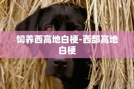 飼養西高地白梗-西部高地白梗