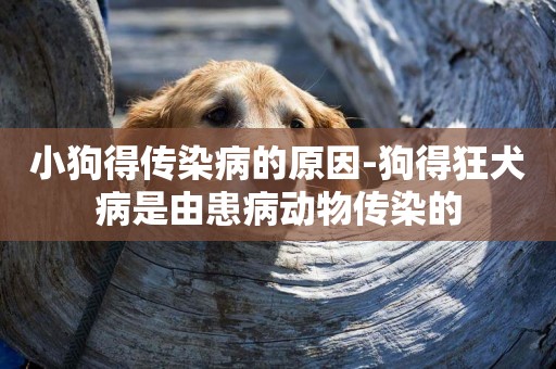 小狗得傳染病的原因-狗得狂犬病是由患病動物傳染的