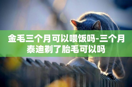 金毛三個月可以喂飯嗎-三個月泰迪剃了胎毛可以嗎