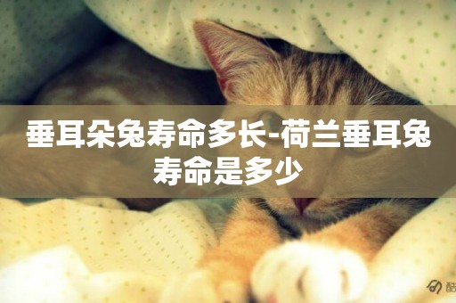 垂耳朵兔壽命多長-荷蘭垂耳兔壽命是多少