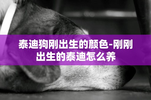 泰迪狗剛出生的顏色-剛剛出生的泰迪怎么養
