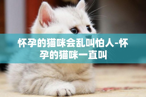 懷孕的貓咪會亂叫怕人-懷孕的貓咪一直叫