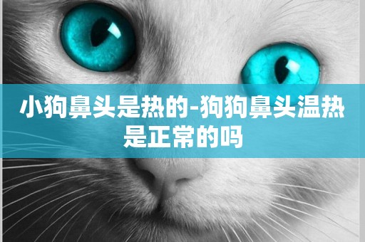 小狗鼻頭是熱的-狗狗鼻頭溫熱是正常的嗎