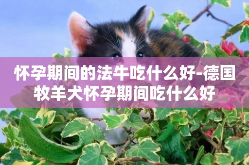 懷孕期間的法牛吃什么好-德國牧羊犬懷孕期間吃什么好