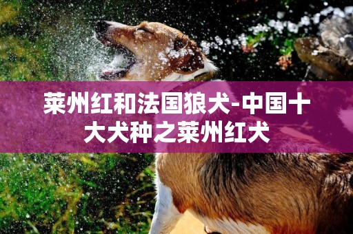 萊州紅和法國狼犬-中國十大犬種之萊州紅犬