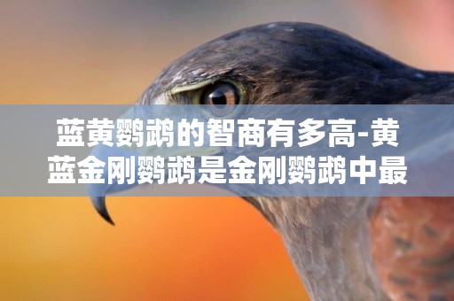 藍黃鸚鵡的智商有多高-黃藍金剛鸚鵡是金剛鸚鵡中最受寵愛的