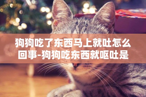 狗狗吃了東西馬上就吐怎么回事-狗狗吃東西就嘔吐是怎么回事