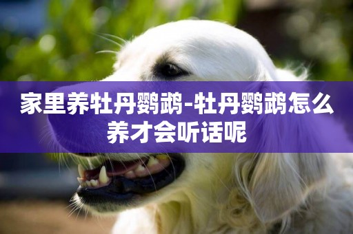 家里養牡丹鸚鵡-牡丹鸚鵡怎么養才會聽話呢