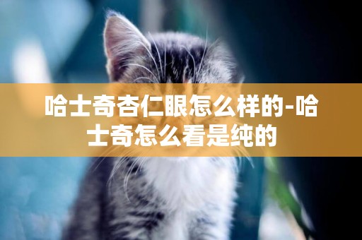 哈士奇杏仁眼怎么樣的-哈士奇怎么看是純的