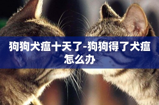 狗狗犬瘟十天了-狗狗得了犬瘟怎么辦