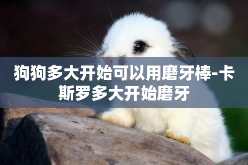 狗狗多大開始可以用磨牙棒-卡斯羅多大開始磨牙