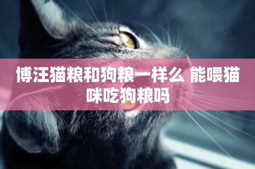 博汪貓糧和狗糧一樣么 能喂貓咪吃狗糧嗎