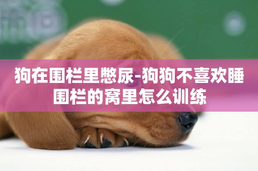狗在圍欄里憋尿-狗狗不喜歡睡圍欄的窩里怎么訓練