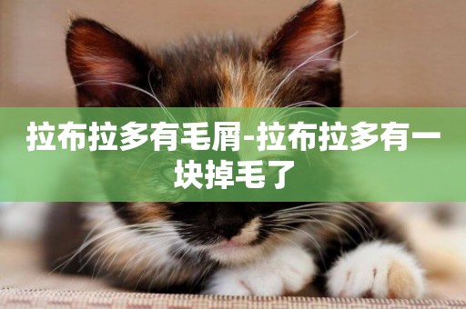 拉布拉多有毛屑-拉布拉多有一塊掉毛了