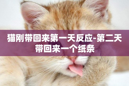 貓剛帶回來第一天反應-第二天帶回來一個紙條