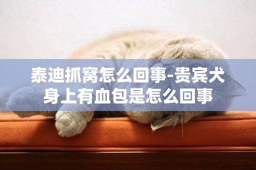 泰迪抓窩怎么回事-貴賓犬身上有血包是怎么回事