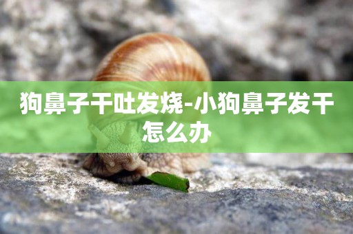 狗鼻子干吐發燒-小狗鼻子發干怎么辦