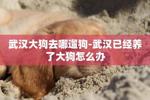 武漢大狗去哪遛狗-武漢已經養了大狗怎么辦