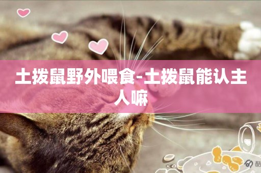 土撥鼠野外喂食-土撥鼠能認主人嘛