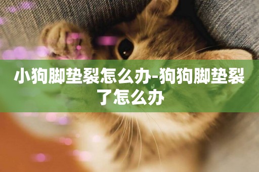 小狗腳墊裂怎么辦-狗狗腳墊裂了怎么辦
