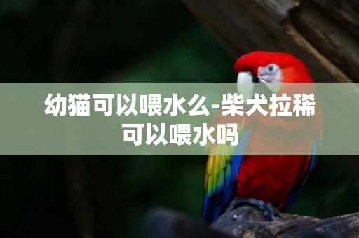 幼貓可以喂水么-柴犬拉稀可以喂水嗎