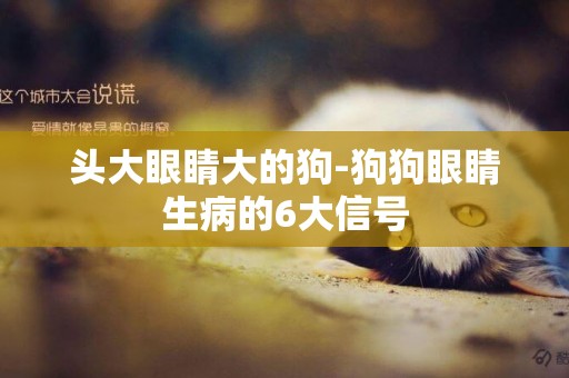 頭大眼睛大的狗-狗狗眼睛生病的6大信號