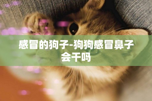 感冒的狗子-狗狗感冒鼻子會干嗎