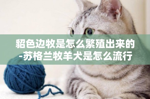 貂色邊牧是怎么繁殖出來的-蘇格蘭牧羊犬是怎么流行起來的